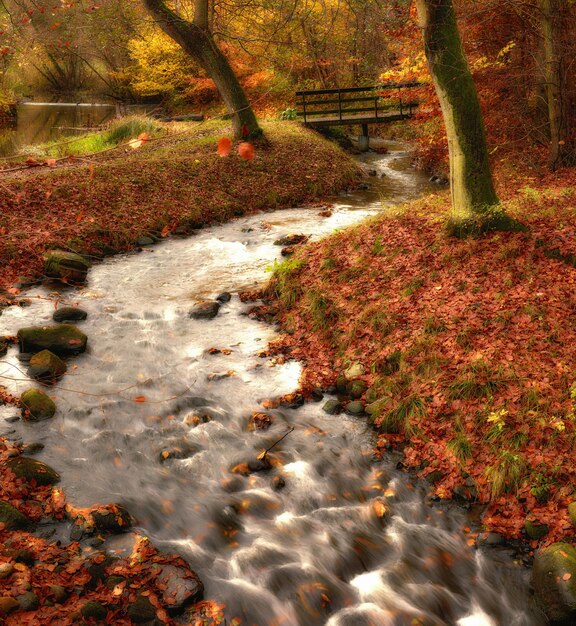 Alberi d'autunno e piccolo fiume Fiume e ponte nella foresta d'autunno