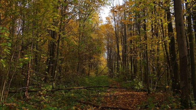 Alberi d'autunno nella foresta