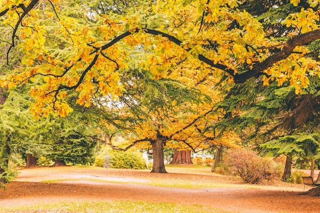 Alberi d'autunno