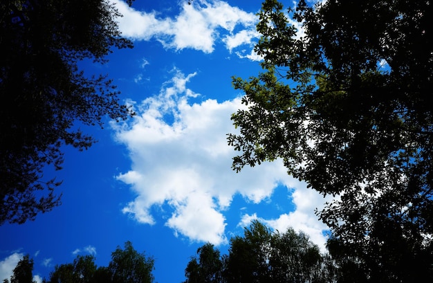 Alberi d'estate sotto la luce del giorno nuvole sullo sfondo