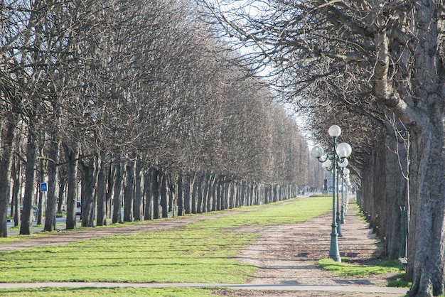 Alberi d'inverno a Parigi, Francia