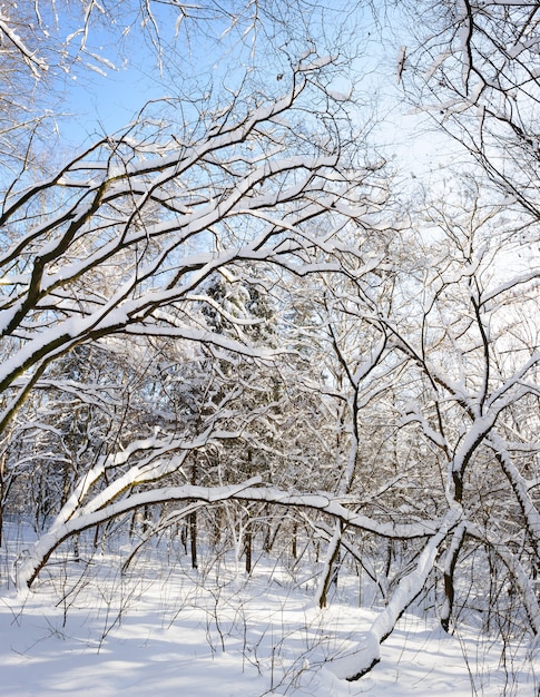 Alberi d'inverno innevati