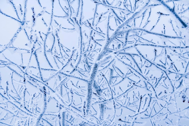 Alberi d'inverno nel gelo e nella nebbia