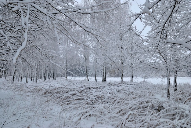 Alberi d'inverno nella natura della neve