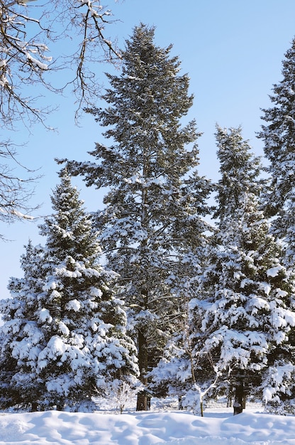 Alberi d'inverno nella neve in una giornata di sole