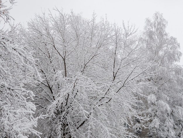 Alberi d'inverno neve