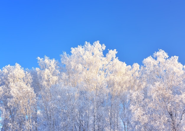 Alberi d'inverno. Rami ricoperti da una spessa brina contro un cielo azzurro chiaro