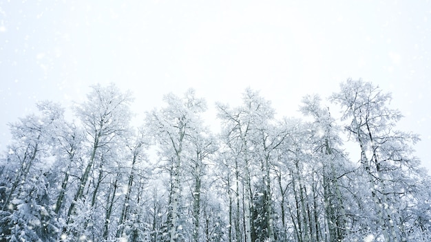 alberi d&#39;inverno sulla neve con effetto neve e sfondo blu filtro