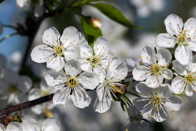 Alberi da frutto di ciliegio che fioriscono in primavera