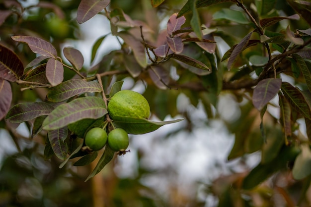 Alberi da frutto di guava in un giardino tropicale biologico Giardino di guava con un gran numero di piante di guava sullo sfondo dell'agricoltura