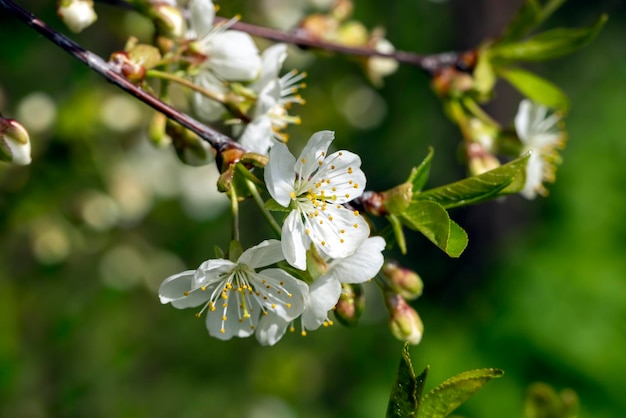 Alberi da frutto di mele che fioriscono nella stagione primaverile