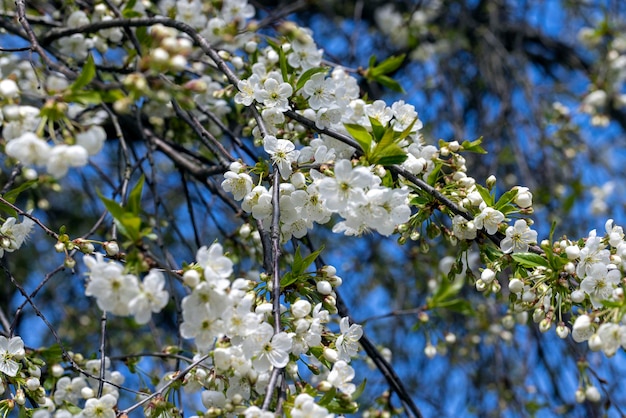 Alberi da frutto di mele che fioriscono nella stagione primaverile