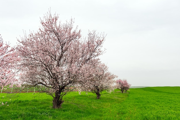 Alberi da frutto in fiore nel campo verde dell'azienda agricola