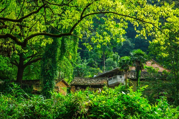 Alberi da piante in foresta