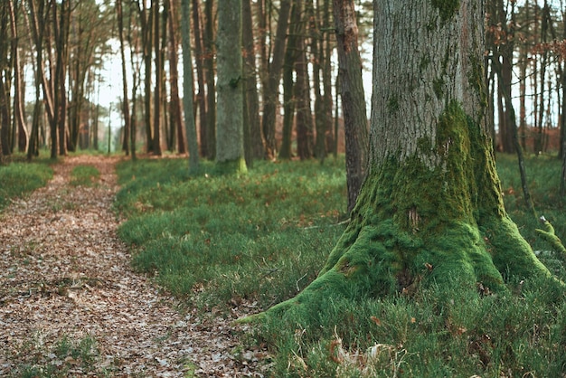 Alberi da vicino nella foresta