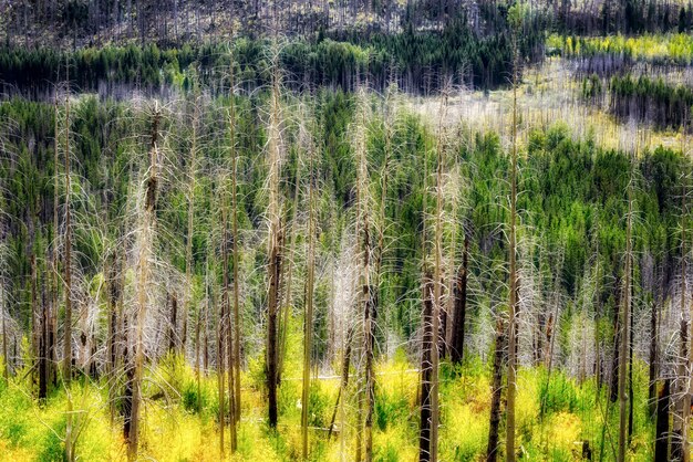 Alberi danneggiati dal fuoco nel Glacier National Park