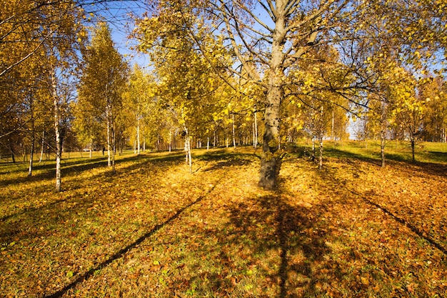 Alberi decidui che crescono nell'autunno dell'anno