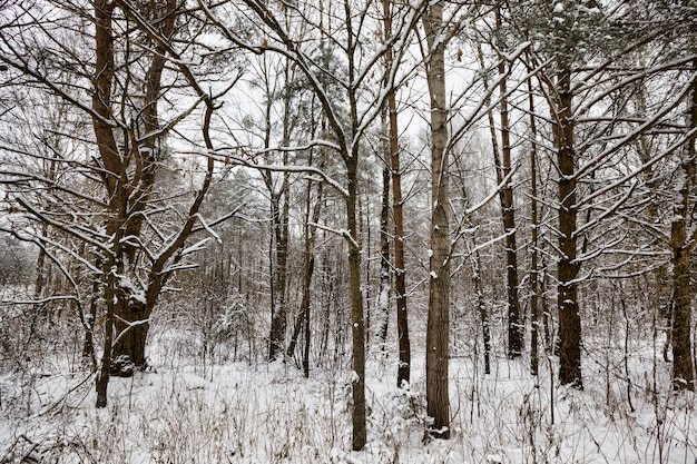 Alberi decidui dopo la nevicata e il gelo