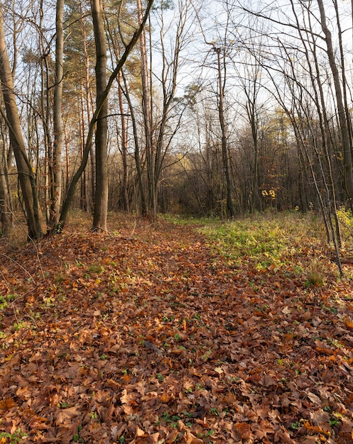 Alberi decidui durante la stagione autunnale