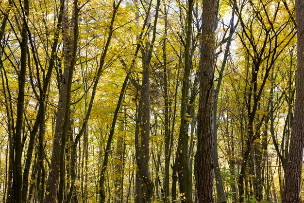 alberi decidui in autunno