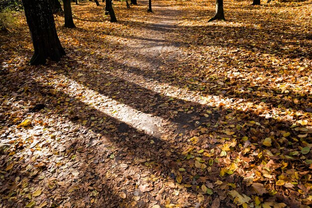 alberi decidui in autunno