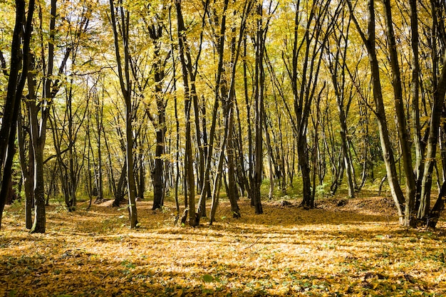 Alberi decidui in autunno