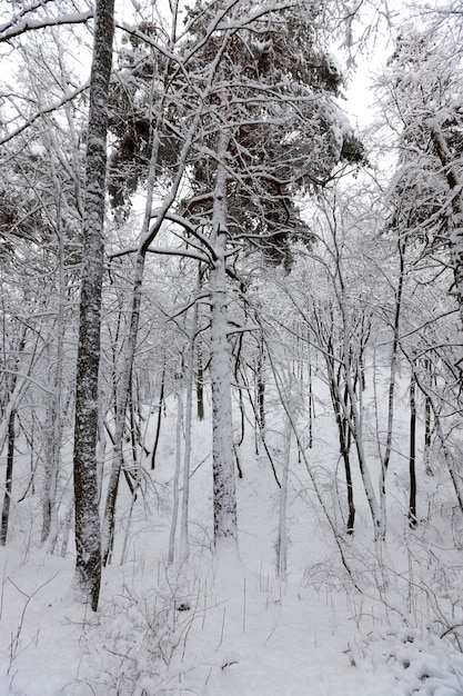 Alberi decidui in inverno, freddo gelido inverno in natura dopo la nevicata, alberi decidui di diverse razze dopo la nevicata nel parco