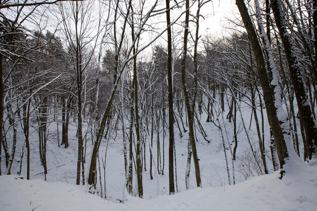 Alberi decidui nella neve in inverno