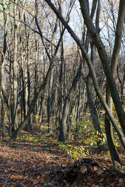 Alberi decidui nella stagione autunnale durante la caduta delle foglie foresta mista con alberi diversi durante la caduta delle foglie in natura