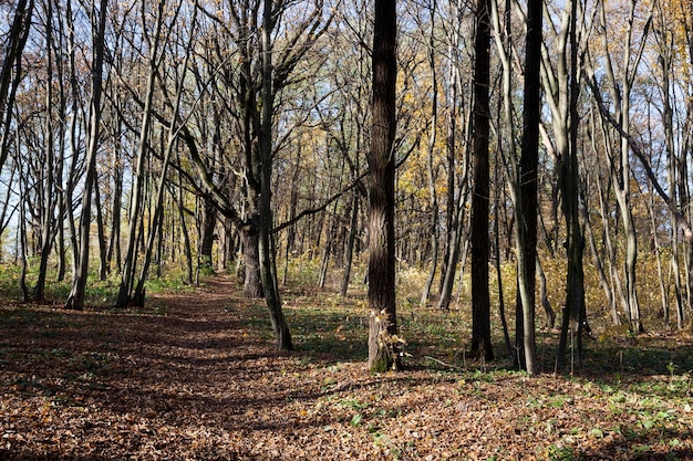 Alberi decidui nella stagione autunnale durante la caduta delle foglie