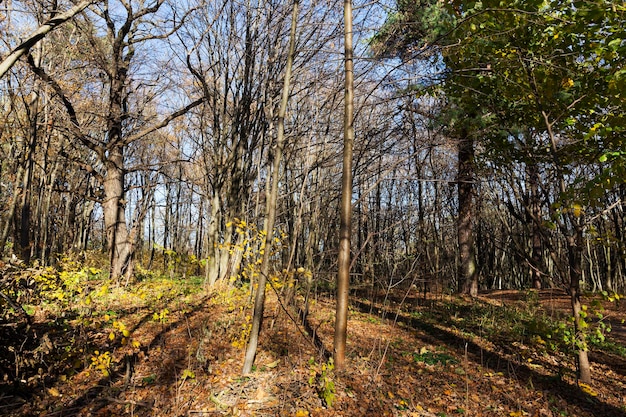 Alberi decidui nella stagione autunnale durante la caduta delle foglie