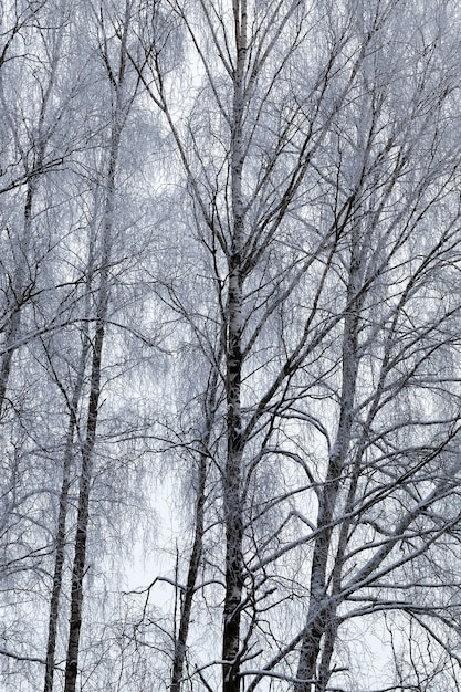 Alberi decidui nudi, fotografati nella stagione invernale dopo nevicate e gelo, foto durante tempo nuvoloso