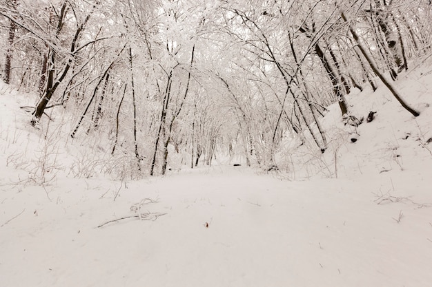 Alberi decidui nudi nella neve in inverno