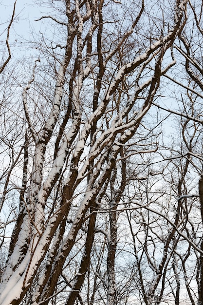 Alberi decidui senza fogliame nella stagione invernale, alberi spogli coperti di neve dopo nevicate e bufere di neve, un vero fenomeno naturale