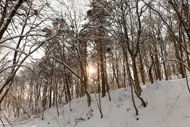 Alberi decidui senza foglie nella neve dopo bufere di neve e nevicate, fenomeni naturali nella stagione invernale con piante e alberi senza foglie