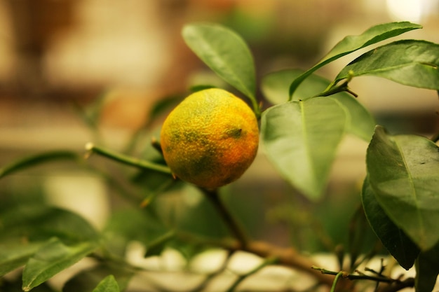 Alberi decorativi di limoni gialli crescono in vaso