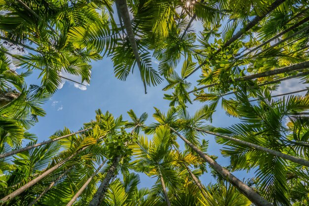 Alberi del cocco con cielo blu