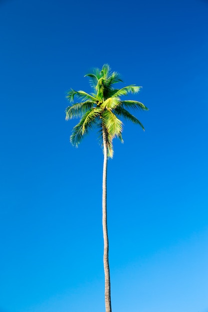 Alberi del cocco con fondo blu