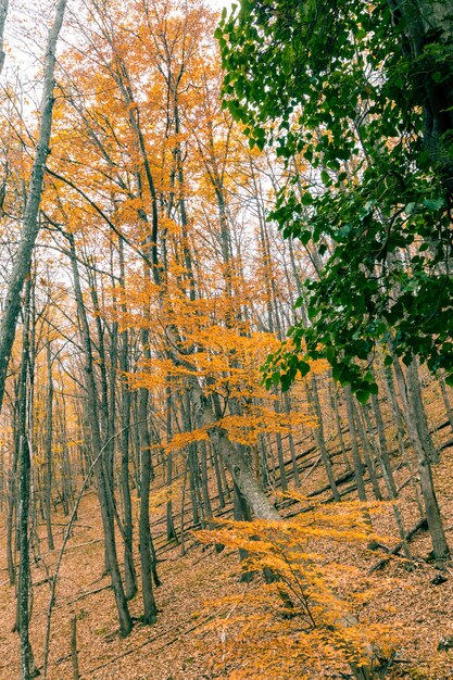 Alberi del paesaggio della natura di autunno in una foresta