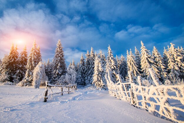 Alberi del paesaggio invernale nel gelo