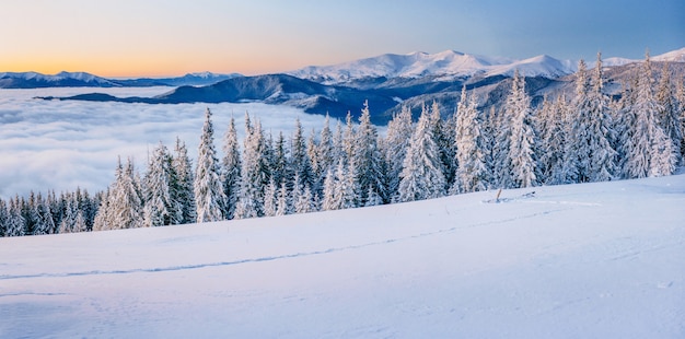 Alberi del paesaggio invernale nel gelo