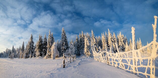 Alberi del paesaggio invernale nel gelo