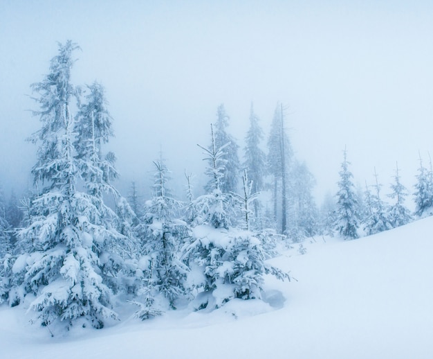 Alberi del paesaggio invernale nel gelo