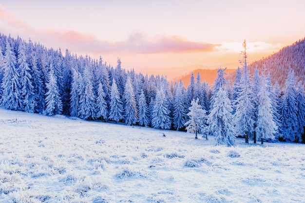 Alberi del paesaggio invernale nel gelo