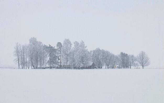 Alberi del paesaggio invernale ricoperti di gelo bianco nel parco