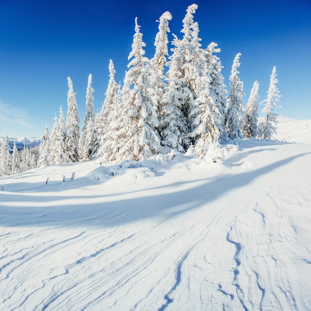 Alberi del paesaggio invernale snowbound