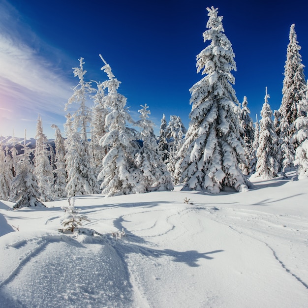 Alberi del paesaggio invernale snowbound