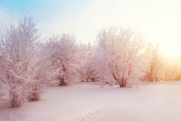 Alberi del parco coperti da neve pesante. Sole splendente sulle cime degli alberi innevate. Molta neve. Tramonto. L'alba di una foresta invernale. Tracce di animali nella neve. Bellissimo paesaggio invernale pulito