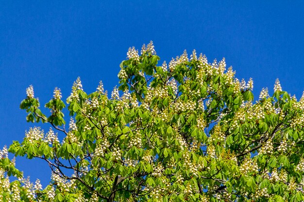 Alberi del parco estivo