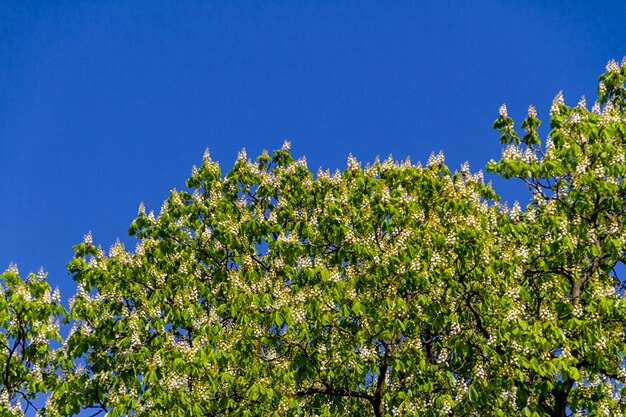 Alberi del parco estivo